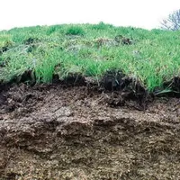 Sur les 20 à 40 premiers centimètres du silo l'ensilage prend une couleur orange délavée. Au niveau de cette couche supérieure, aucune odeur ni textur