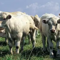 En moyenne, les broutards ne doivent pas dépasser les 1400 g/jour de GMQ pendant les trois à quatre mois avant sevrage.