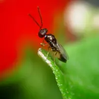 Différents moyens de lutte existent pour lutter contre les mouches, qu’ils soient chimique, mécanique ou biologique. En biologique, l’utilisation de m