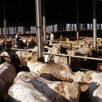 Atelier d'engraissement de jeunes bovins charolais en Italie.