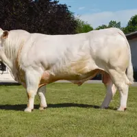 taureau charolais univers
