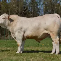 taureau Charolais Univers Maory P