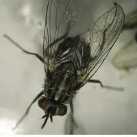 Stomoxys calcitrans est une mouche piqueuse qui se nourrit de sang.