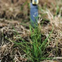 Levée de graminées suite à un sursemis Après une fauche en ensilage, la végétation est plus lente à redémarrer, ce qui améliore la réussite du sursemi