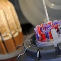 La gamme des taureaux de race à viande disponibles s'élargit. Reste à évaluer quel sera à terme l’effet du recours aux semences sexées sur la producti