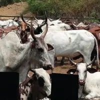 le ranch st situé dans la plus grande zone de savane du Gabon. Les parcs s'ouvrent vers la brousse où vont paître les animaux.