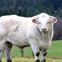taureau Charolais