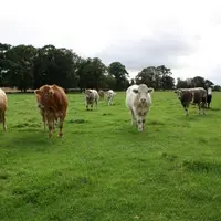 Troupeau de bovins viande au pâturage en Irlande.
