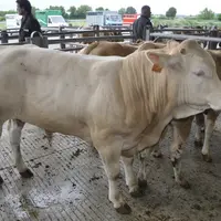 Le marché du mercredi à Agen (Lot-et-Garonne) reçoit des broutards de tout le Sud-Ouest (21 000 par an dont un tiers de Blonds). Une douzaine d’export