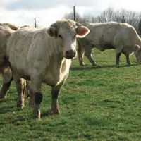 Les deux tiers des animaux de l’expérimentation ont été engraissés uniquement à l’herbe, sans complémentation, alors que les élevages ont des potentie