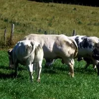 Le croisement des vaches Blanc Bleu avec des culards français permet d'améliorer le format et le potentiel de croissance.
