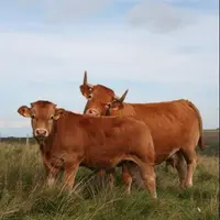 Les effectifs de la Limousine progressent tandis que le nombre de vaches allaitantes de race Charolaise ou Blonde sont en diminution.