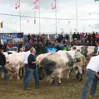 En Belgique comme en France, la passion des éleveurs s’exprime au moment des concours, lesquels permettent de faire momentanément abstraction des diff