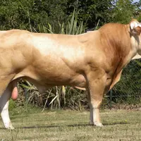 Olinois GD taureau d'insémination Gènes Diffusion Blonde d'Aquitaine