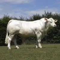 taureau charolais Gènes Diffusion Onedream P