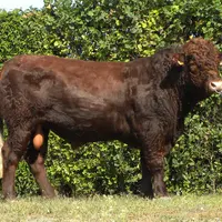 taureau IA Salers sans cornes Gènes Diffusion Only PP GD