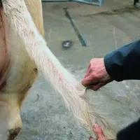 Prélèvement de poils 
accompagnés de leur bulbe sur la queue d’une Charolaise en prévision d’une analyse génomique.
