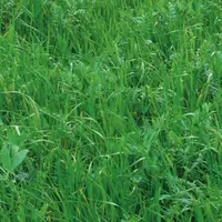 Un méteil et une prairie multiespèce peuvent être semés le même jour à l’automne.