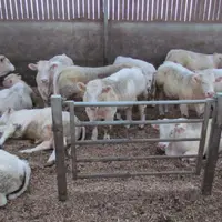 Les plaquettes représentent un bon compromis en cas de pénurie de paille de céréales et permettent de valoriser les haies de l’exploitation.