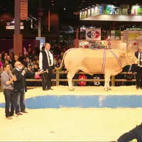 La vache la mieux vendue au cours de ces salons parisiens est cette Blonde proposée par l’EARL Duluard, dans la Sarthe, qui est destinée à un magasin