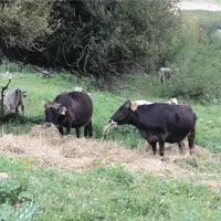 Les animaux de 
la race locale sont de très petit format et sont élevés en plein air intégral tout au long de leur existence.
