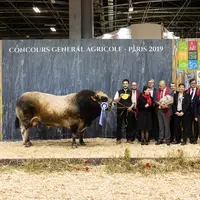 taureau partehnais au SIA Paris 2019
