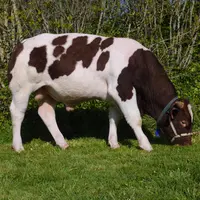 taureau IA Rouge ds Prés pastel