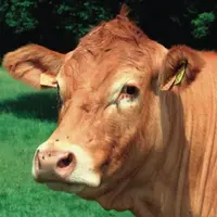 Le gène sans cornes n'est pas passé dans les moeurs chez tous les éleveurs de bovins. Ce n'est plus le cas chez les éleveurs d'ovins.