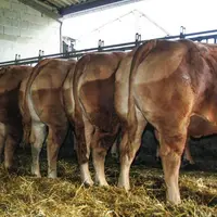 Il est nécessaire d'évaluer le potentiel de la vache pour définir 
le type de finition.