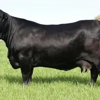 Vache Brangus noire. La robe de l'Angus sur une morphologie affichant nettement certains des traits caractéristiques des zébus.