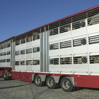 Camion de taurillons charolais dans le port de Sète pour l'exportation vers la Turquie.