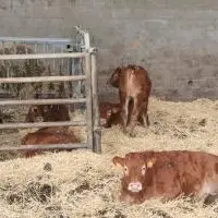 Les veaux sont protégés pendant leur temps passé chez le naisseur et font l'objet d'une plus-value de 25 euros par animal à la vente.