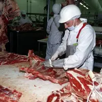 Désossage d'avants de gros bovins dans un abattoir d'Aurillac. Il existe 4 AOC, 6 IGP et 18 labels rouges de viande de gros bovins.