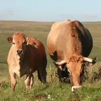 L'aide pour les femelles allaitantes sera conditionnée à la présence d'au moins 10 vaches mères avec l'application du principe de la transparence pour