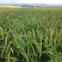 méteil bio