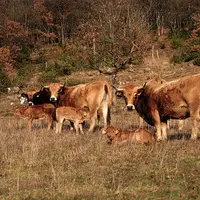 auvergne Rhone alpes pâturage hivernal Aubrac