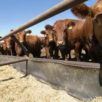 élevage bovins viande au Canada