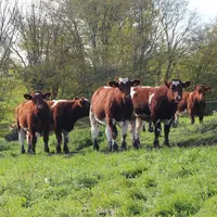 génisses race Rouge des Prés