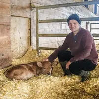 veau nouveau né limousin et son éleveur bio
