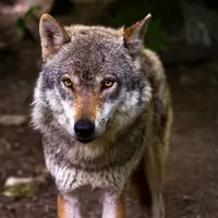 loup @pixabay