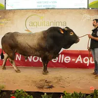 taureau de race Bazadaise Aquitanima