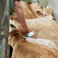 vaccination broutards maladies respiratoires