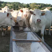 vaches charolaises à l'engraissement au pré avec auge
