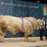 champions charolais salon de l'agriculture 2020