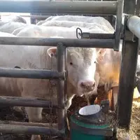 jeune bovin charolais à l'abreuvoir