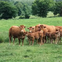 limousines suitées au pré