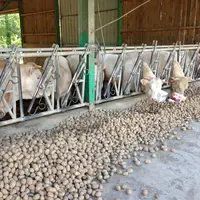 jeunes bovins ration pommes de terre