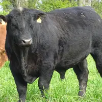 taureau Angus Thorigné d'Anjou