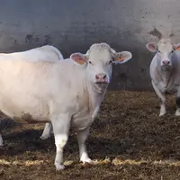 vache charolaise engraissement