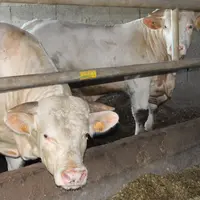 jeunes bovins charolais